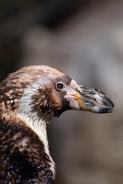 鳥のクローズアップ