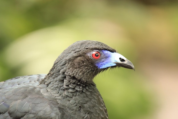 鳥のクローズアップ