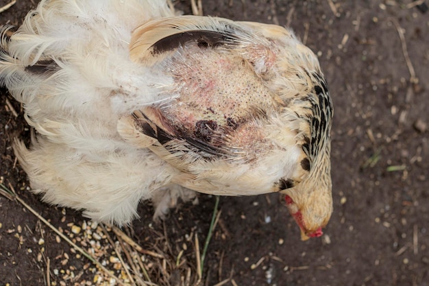 Photo close-up of a bird