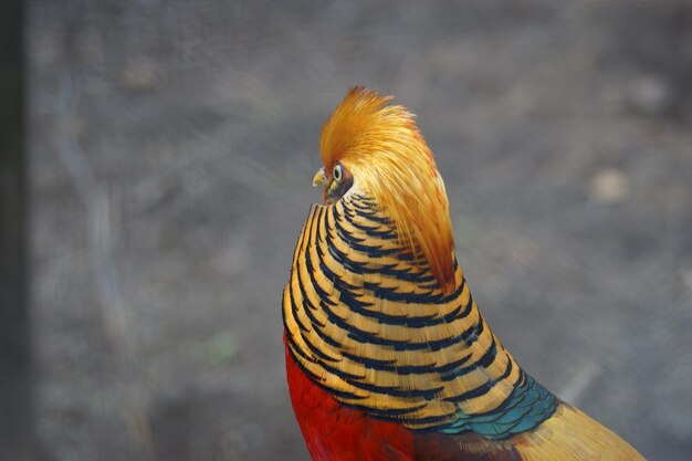 Foto prossimo piano di un uccello