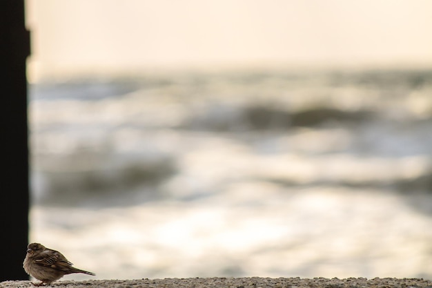 Photo close up of bird