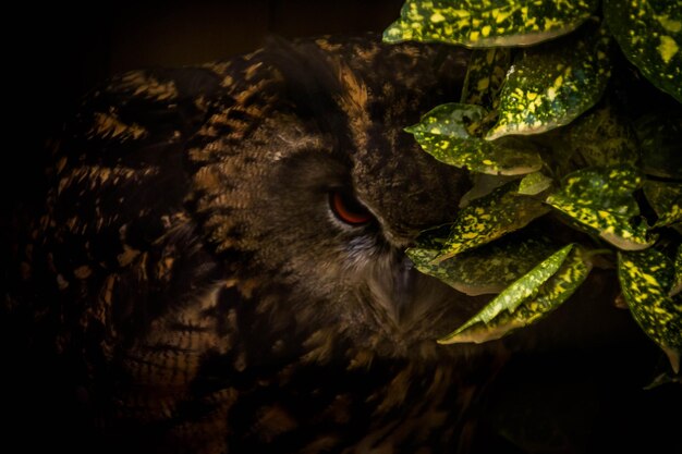 Photo close-up of bird