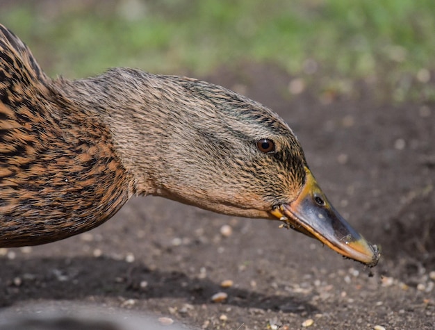 Photo close-up of bird