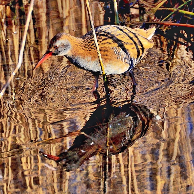 Foto prossimo piano dell'uccello