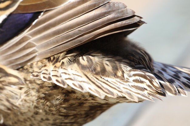 Foto prossimo piano di un uccello