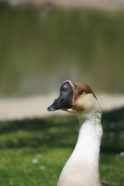 Photo close-up of a bird