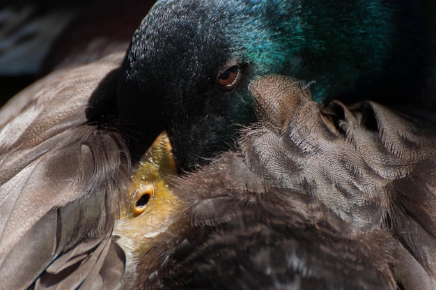 Photo close-up of bird