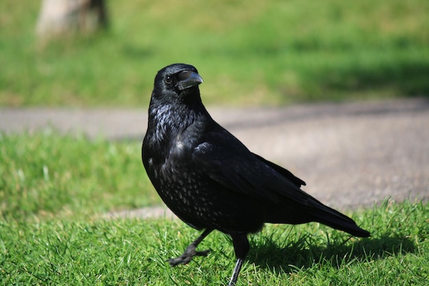 Close-up of a bird