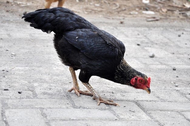 Foto prossimo piano di un uccello