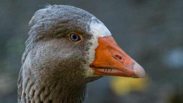 鳥のクローズアップ