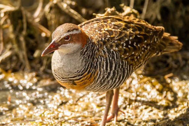 Photo close-up of a bird