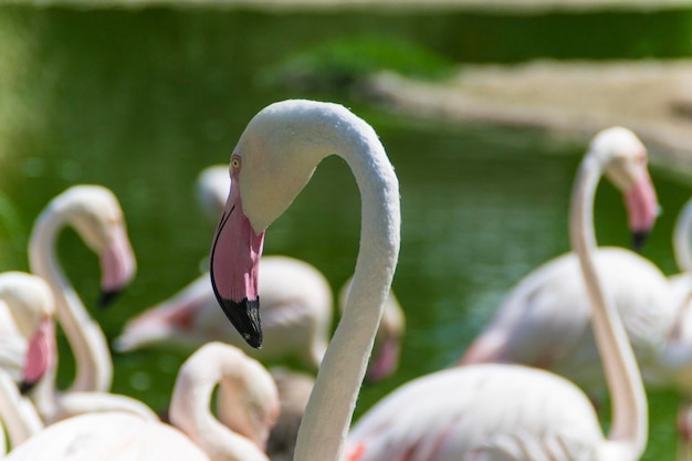 close-up of bird