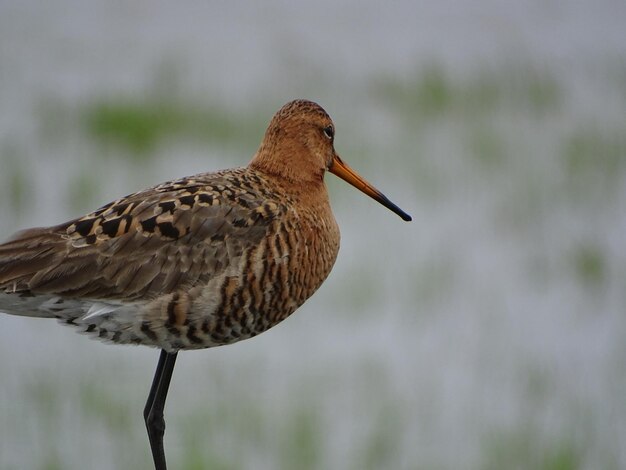 Close-up of bird