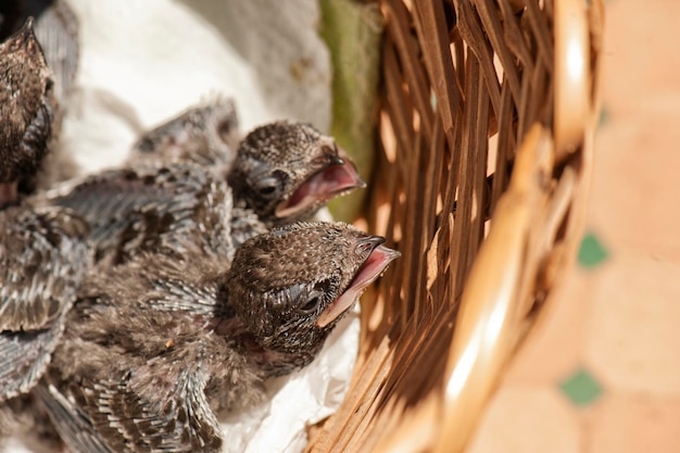 Photo close-up of a bird