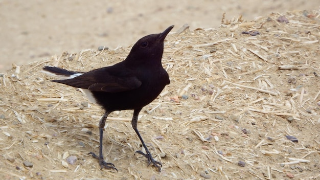 Foto prossimo piano di un uccello