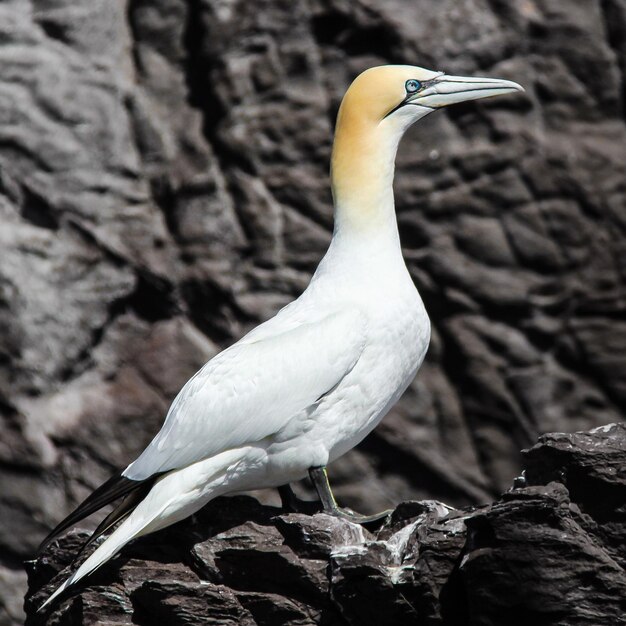 Close-up of a bird