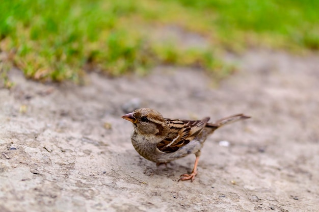 Close-up of bird