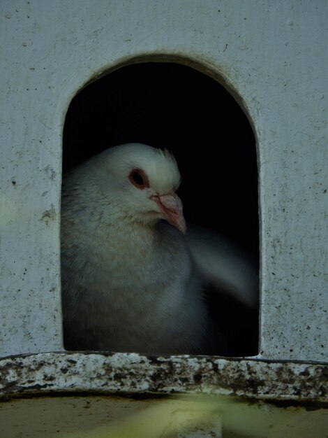 Photo close-up of bird