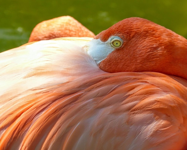 Foto prossimo piano di un uccello