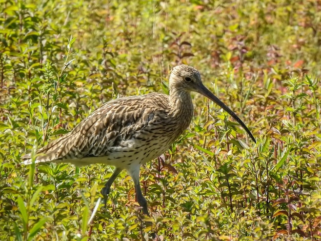 Photo close-up of a bird