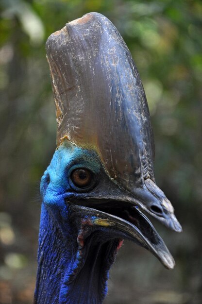 Foto un primo piano di un uccello