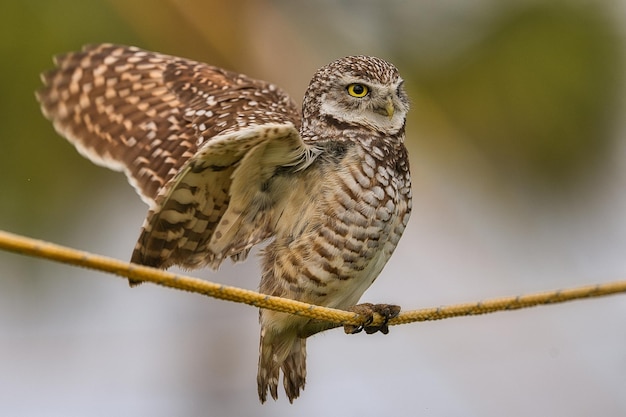 鳥のクローズアップ