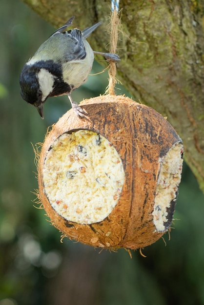 Photo close-up of a bird