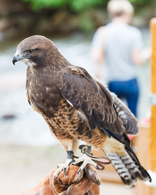 Photo close-up of bird