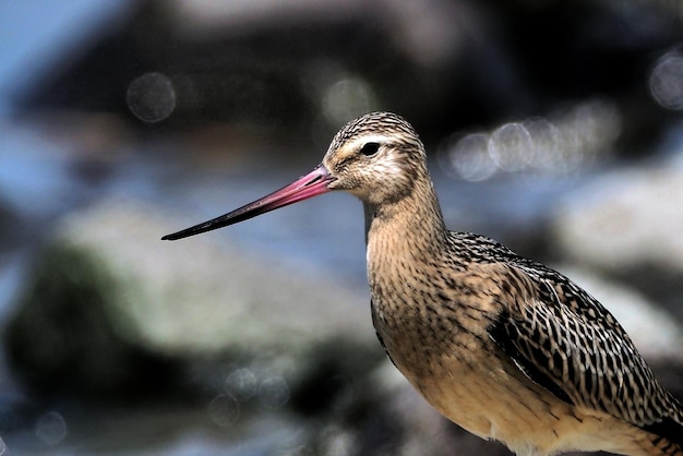 鳥のクローズアップ