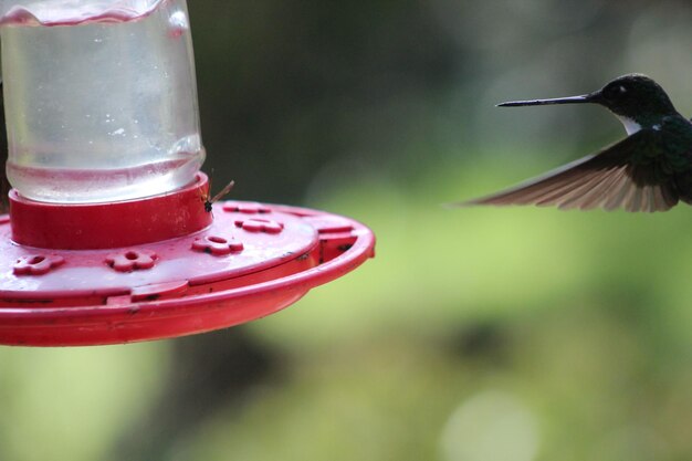 Close-up of bird