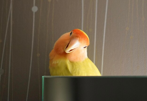 Photo close-up of a bird