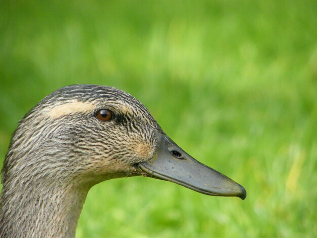 Photo close-up of bird