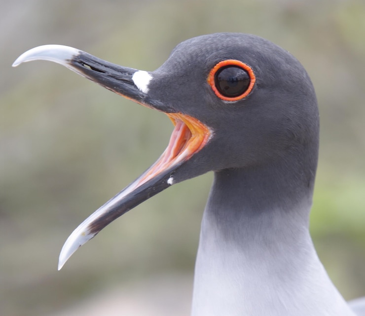 Photo close-up of bird