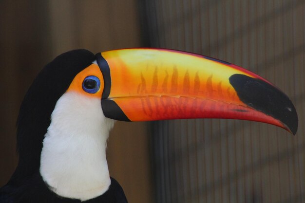 Photo close-up of a bird