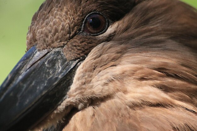 Photo close-up of a bird