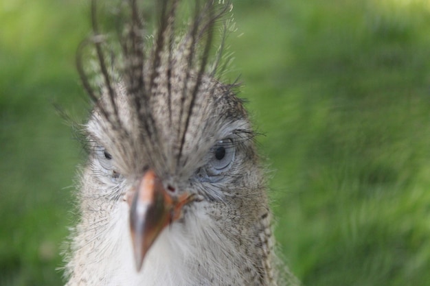 鳥のクローズアップ