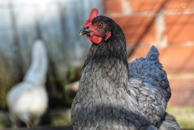 Close-up of a bird