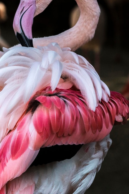 Foto prossimo piano di un uccello