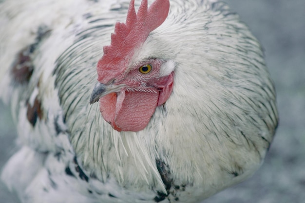 Foto prossimo piano di un uccello