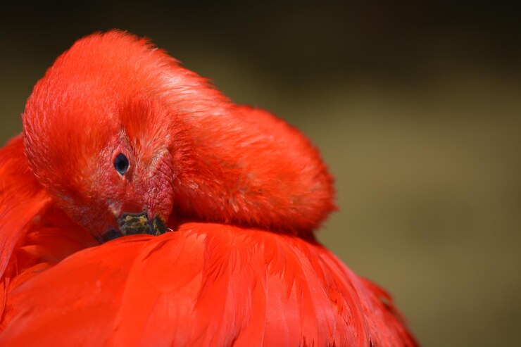 Photo 鳥のクローズアップ