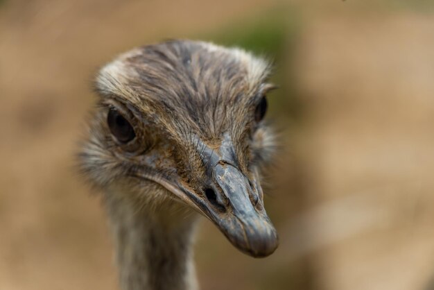 Close-up of a bird