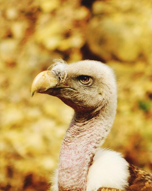 Photo close-up of a bird