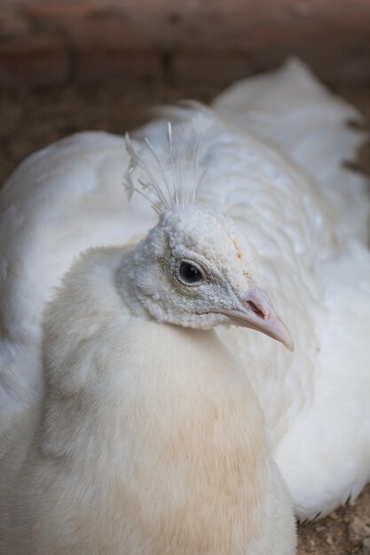 Photo close-up of a bird