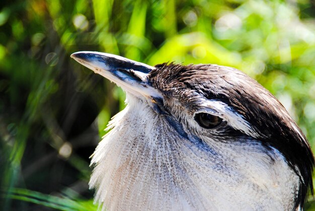 Close-up of bird