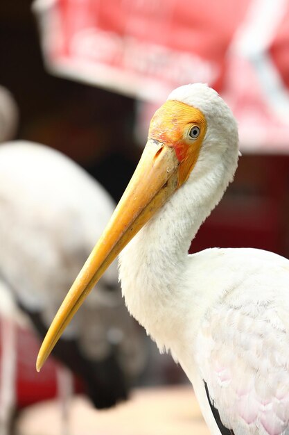 Foto prossimo piano di un uccello