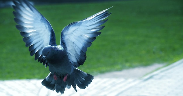 Foto prossimo piano dell'uccello