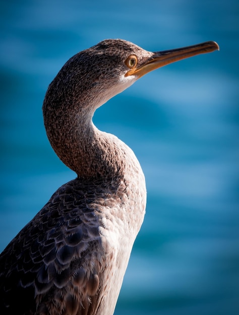 Close-up of a bird