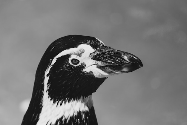 close-up of a bird