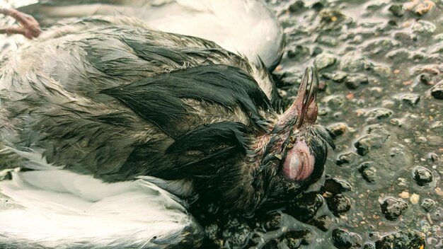 Photo close-up of an bird