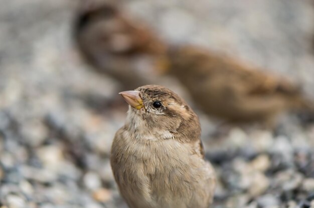 Photo close-up of bird